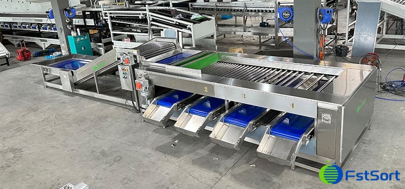 broccoli processing line.jpg broccoli processing line.jpg